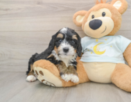 7 week old Mini Bernedoodle Puppy For Sale - Pilesgrove Pups