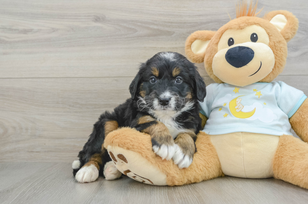 5 week old Mini Bernedoodle Puppy For Sale - Pilesgrove Pups