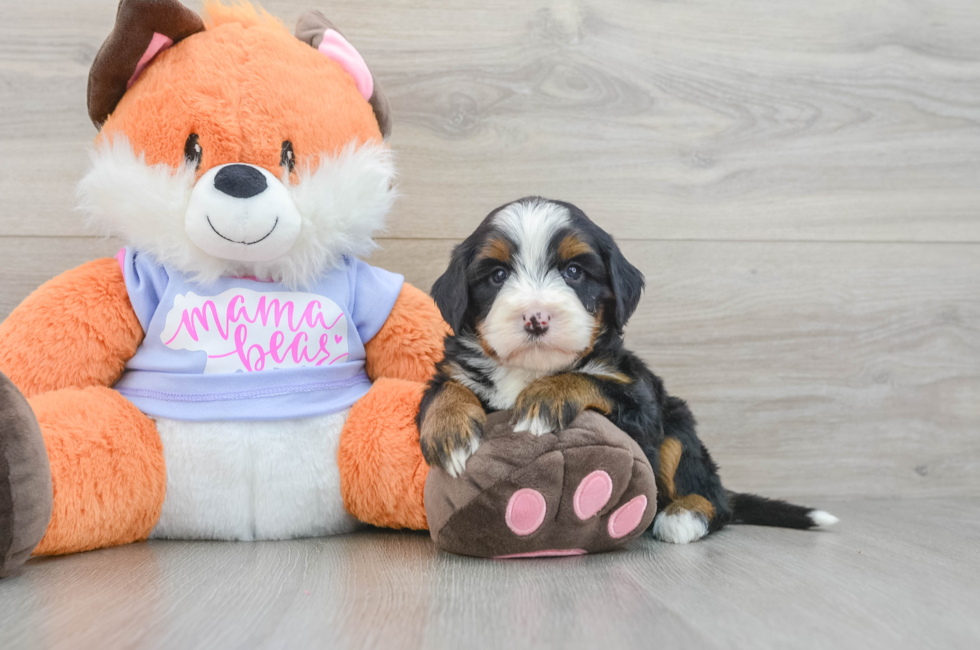 6 week old Mini Bernedoodle Puppy For Sale - Pilesgrove Pups