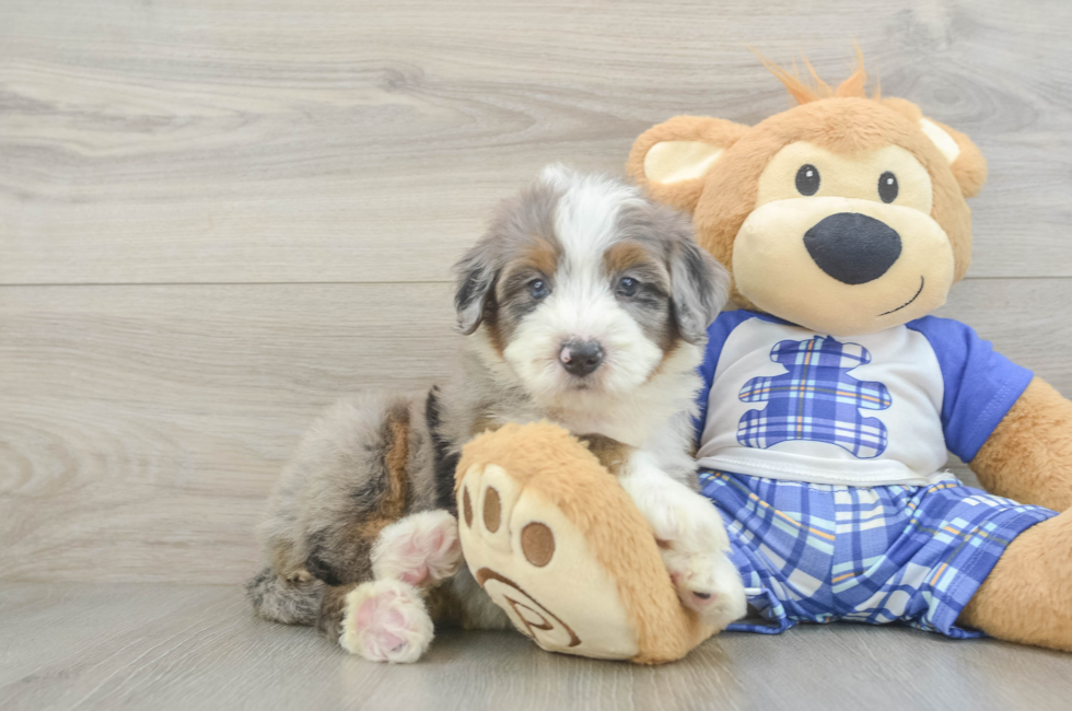 5 week old Mini Bernedoodle Puppy For Sale - Pilesgrove Pups