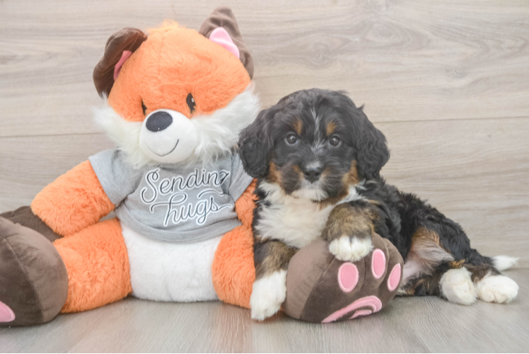 Mini Bernedoodle Puppy for Adoption