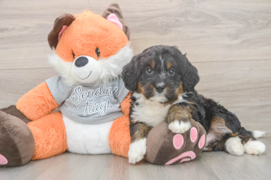 Mini Bernedoodle Puppy for Adoption