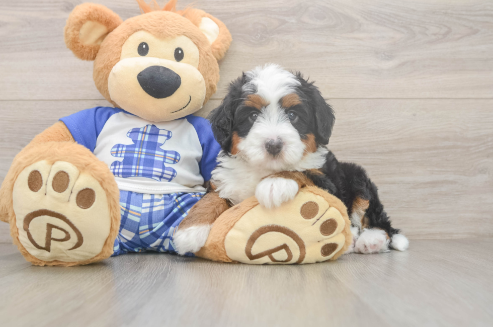 5 week old Mini Bernedoodle Puppy For Sale - Pilesgrove Pups