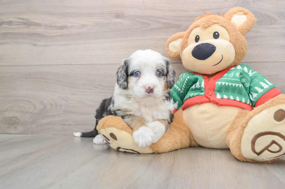 5 week old Mini Bernedoodle Puppy For Sale - Pilesgrove Pups