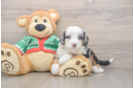 Mini Bernedoodle Pup Being Cute