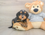 8 week old Mini Bernedoodle Puppy For Sale - Pilesgrove Pups