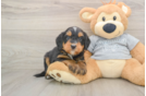 Smart Mini Bernedoodle Poodle Mix Pup