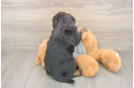 Mini Bernedoodle Pup Being Cute