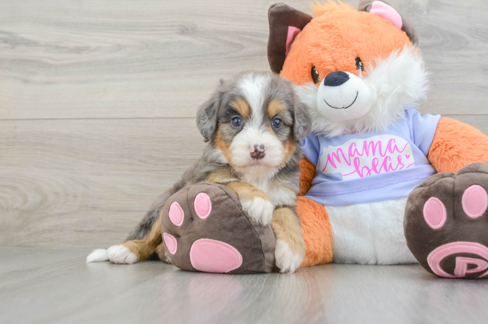 6 week old Mini Bernedoodle Puppy For Sale - Pilesgrove Pups