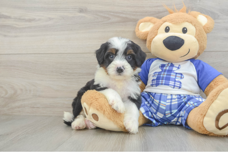 Mini Bernedoodle Puppy for Adoption