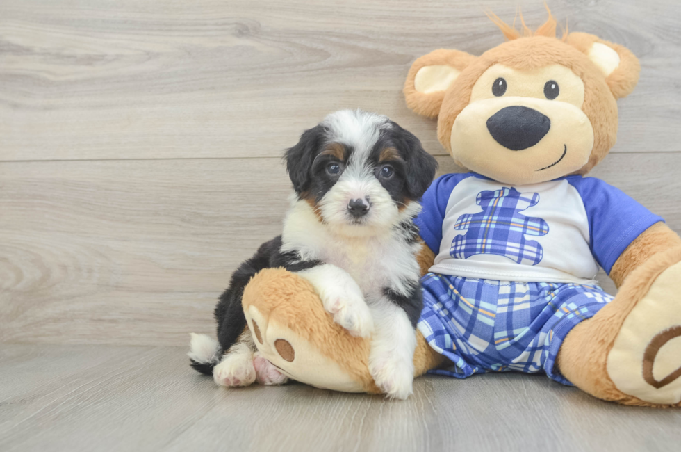 5 week old Mini Bernedoodle Puppy For Sale - Pilesgrove Pups