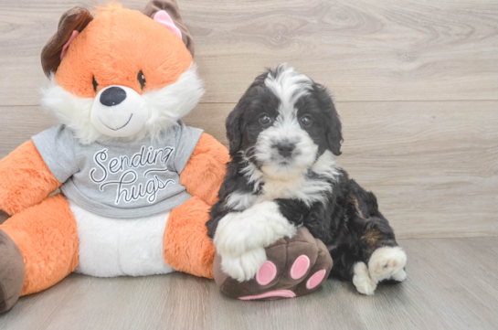 Mini Bernedoodle Puppy for Adoption