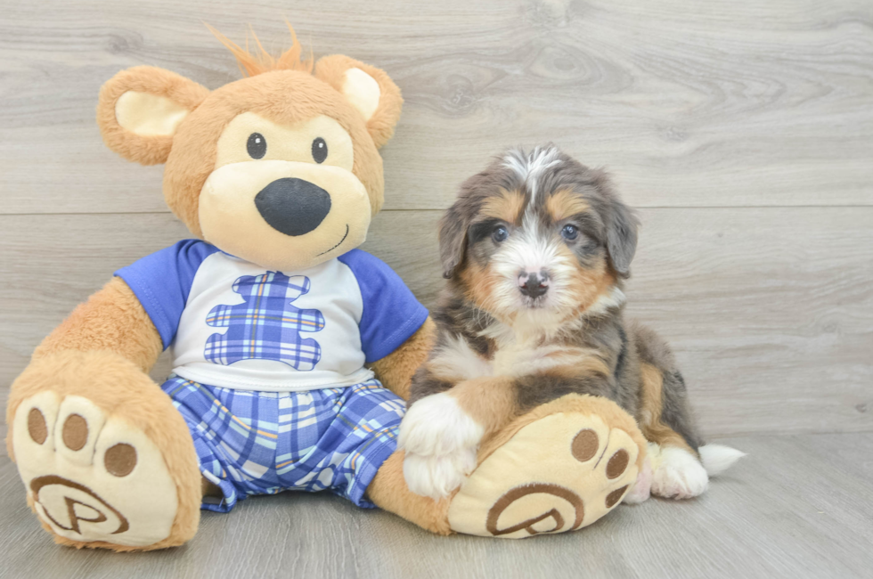 5 week old Mini Bernedoodle Puppy For Sale - Pilesgrove Pups