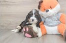 Energetic Mini Bernadoodle Poodle Mix Puppy