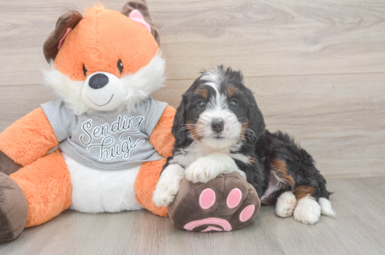 Mini Bernedoodle Pup Being Cute