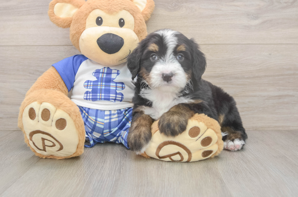 5 week old Mini Bernedoodle Puppy For Sale - Pilesgrove Pups
