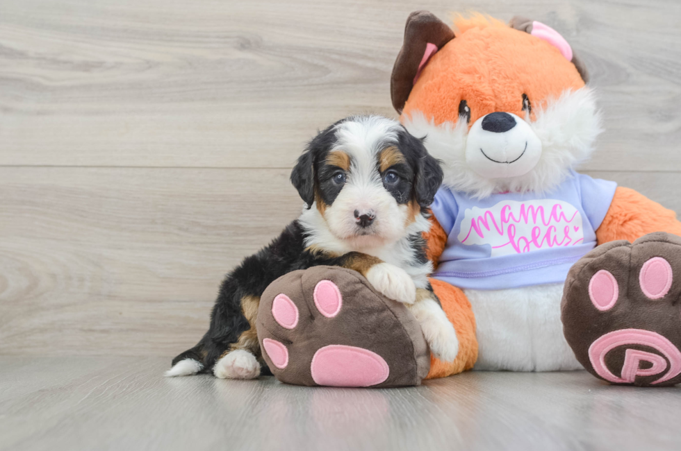 6 week old Mini Bernedoodle Puppy For Sale - Pilesgrove Pups