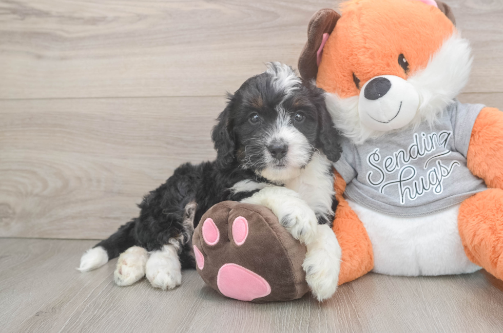 6 week old Mini Bernedoodle Puppy For Sale - Pilesgrove Pups