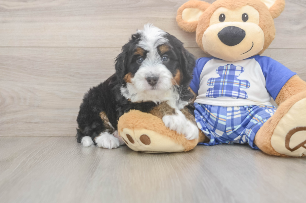 5 week old Mini Bernedoodle Puppy For Sale - Pilesgrove Pups