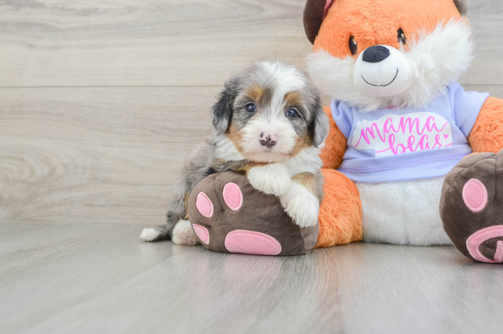 6 week old Mini Bernedoodle Puppy For Sale - Pilesgrove Pups