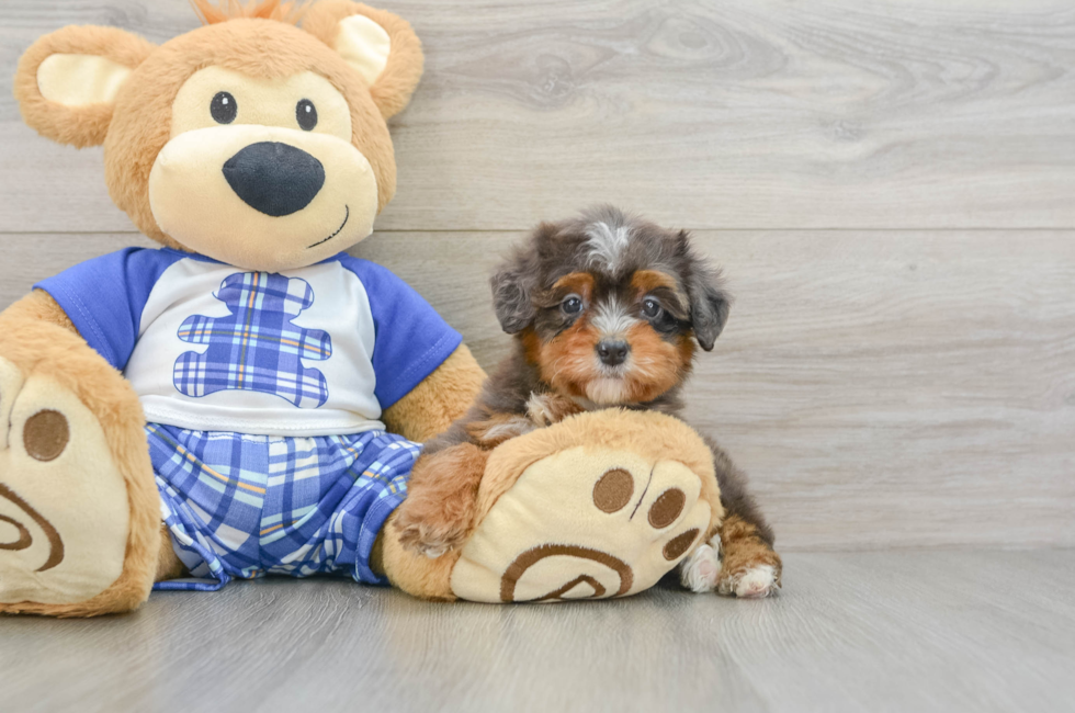 7 week old Mini Bernedoodle Puppy For Sale - Pilesgrove Pups