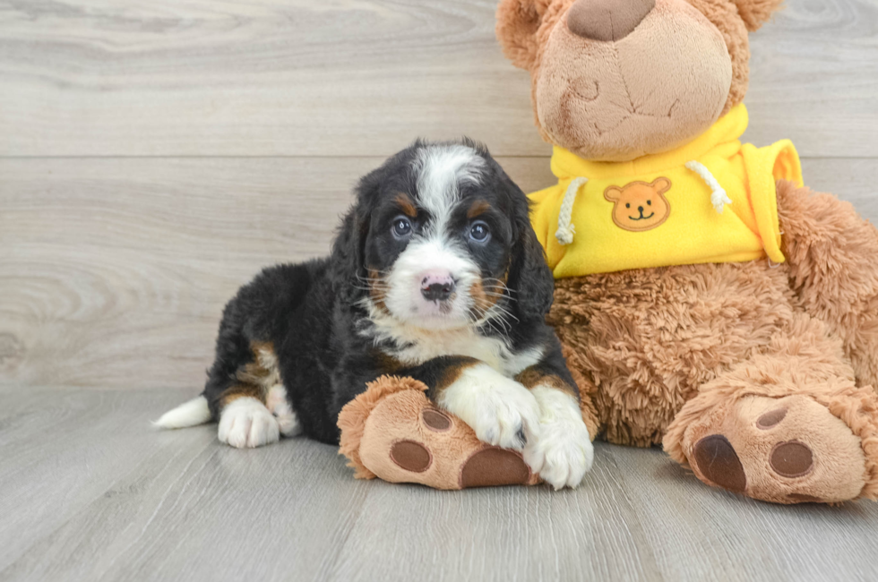 7 week old Mini Bernedoodle Puppy For Sale - Pilesgrove Pups