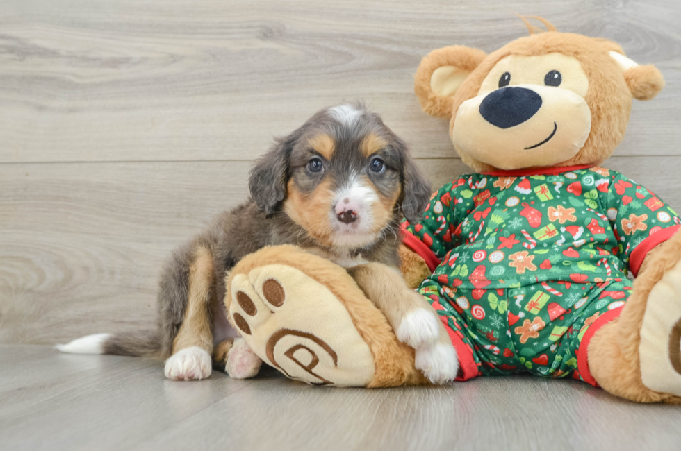 5 week old Mini Bernedoodle Puppy For Sale - Pilesgrove Pups