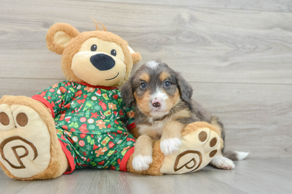 Mini Bernedoodle Pup Being Cute