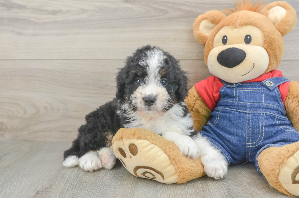 7 week old Mini Bernedoodle Puppy For Sale - Pilesgrove Pups