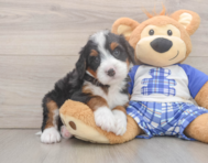 8 week old Mini Bernedoodle Puppy For Sale - Pilesgrove Pups