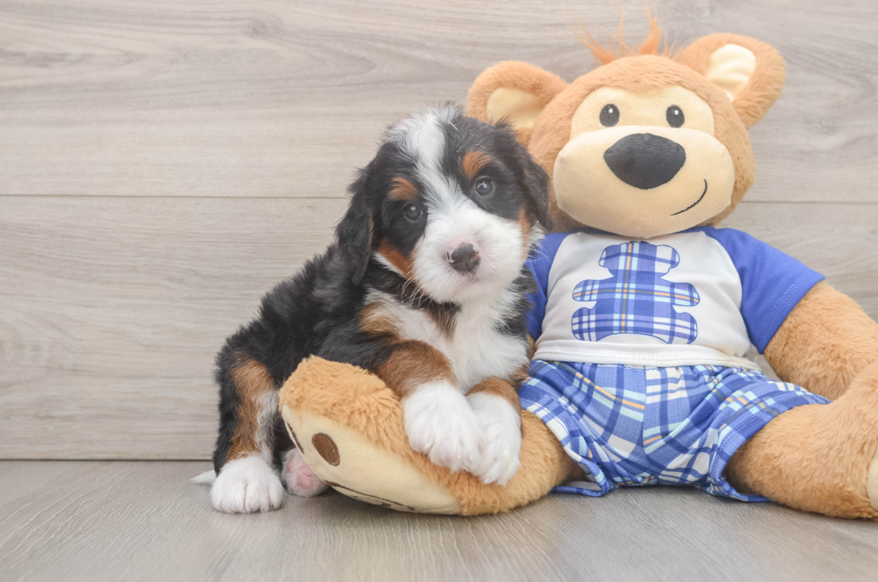6 week old Mini Bernedoodle Puppy For Sale - Pilesgrove Pups