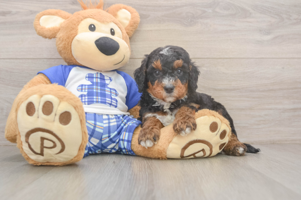 5 week old Mini Bernedoodle Puppy For Sale - Pilesgrove Pups