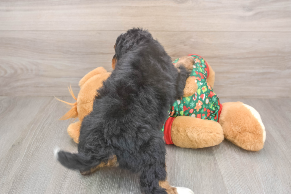 Playful Mini Bernadoodle Poodle Mix Puppy