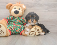 7 week old Mini Bernedoodle Puppy For Sale - Pilesgrove Pups
