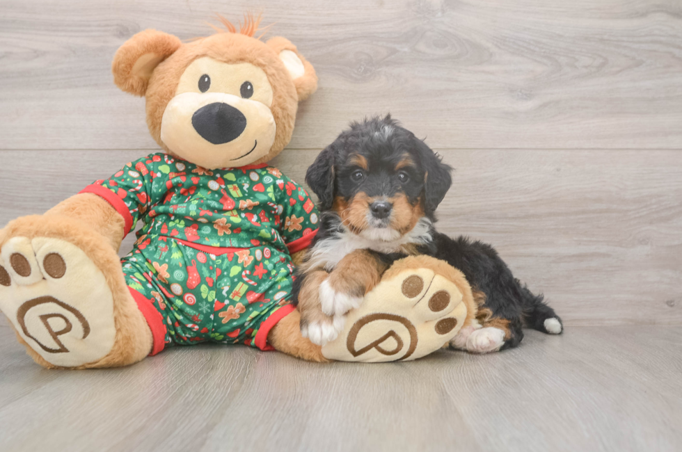 6 week old Mini Bernedoodle Puppy For Sale - Pilesgrove Pups