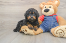 Best Mini Bernedoodle Baby