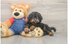 Mini Bernedoodle Pup Being Cute