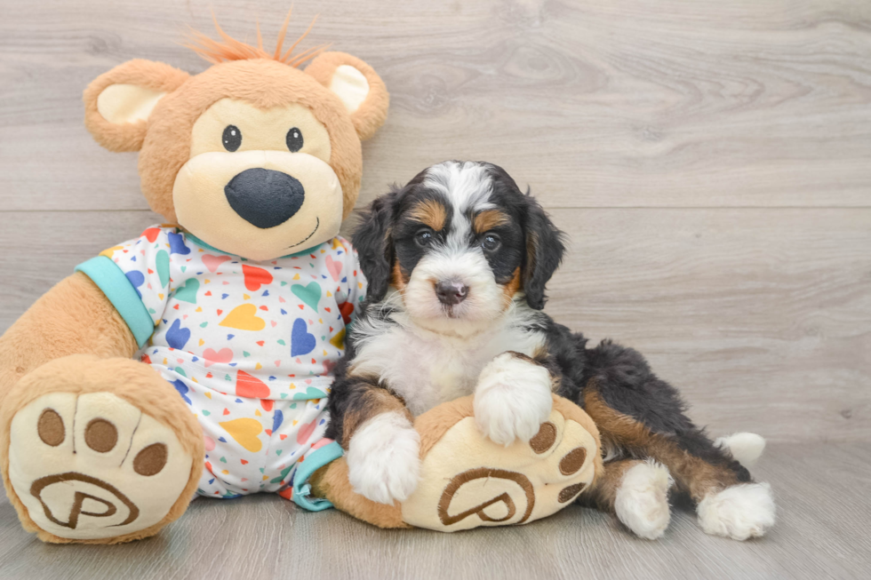 Adorable Mini Bernese Poodle Poodle Mix Puppy