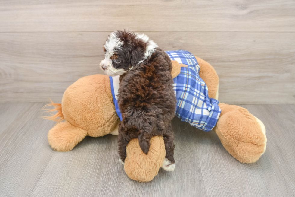 Little Mini Bernadoodle Poodle Mix Puppy