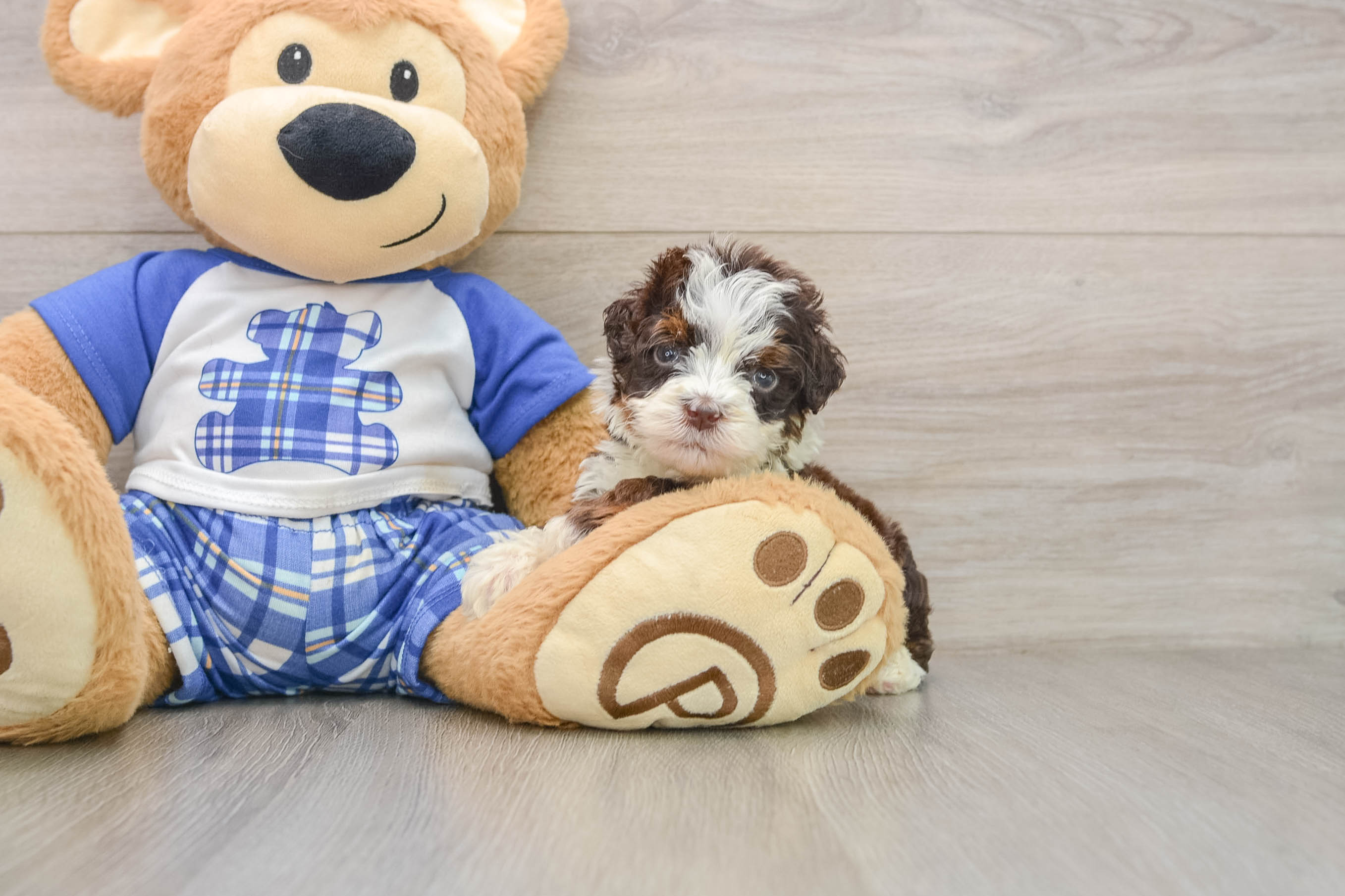 Fluffy Mini Bernedoodle Poodle Mix Pup