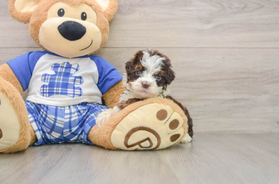 Fluffy Mini Bernedoodle Poodle Mix Pup