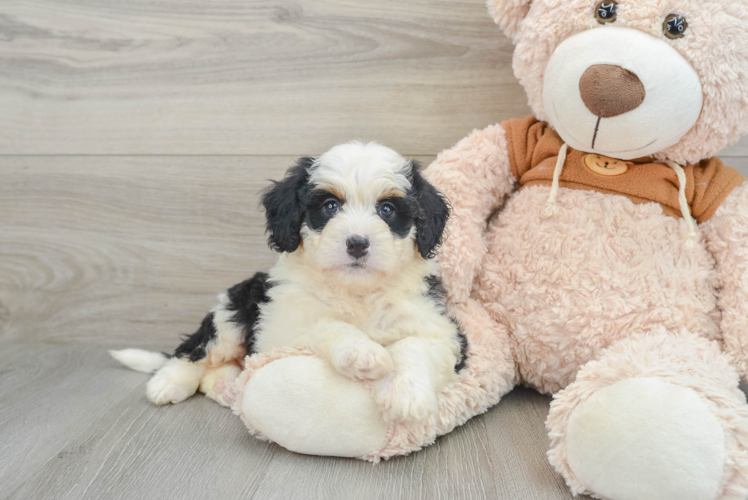 Fluffy Mini Bernedoodle Poodle Mix Pup