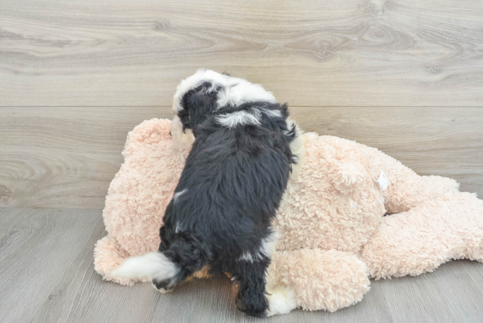 Funny Mini Bernedoodle Poodle Mix Pup