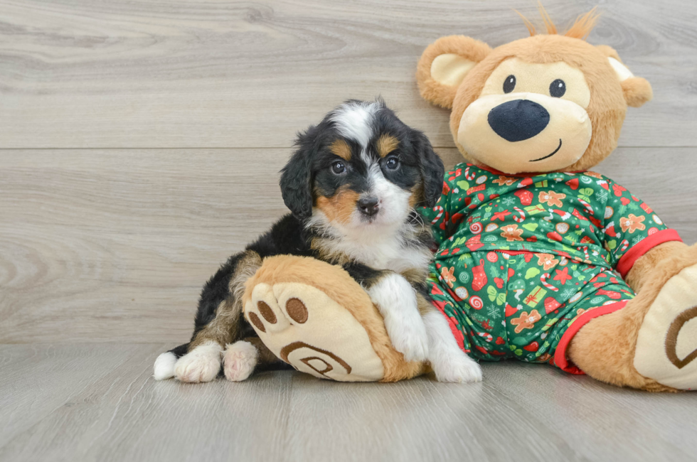 5 week old Mini Bernedoodle Puppy For Sale - Pilesgrove Pups