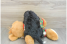 Petite Mini Bernedoodle Poodle Mix Pup