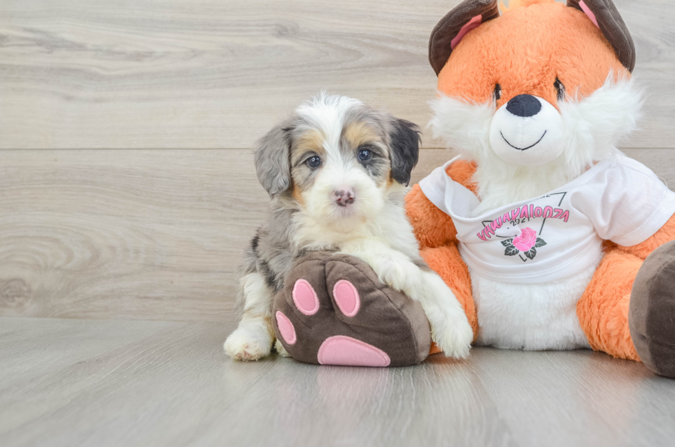 6 week old Mini Bernedoodle Puppy For Sale - Pilesgrove Pups