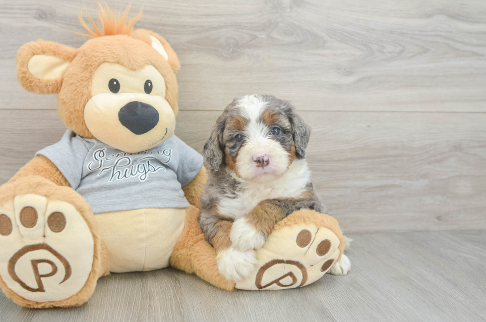 5 week old Mini Bernedoodle Puppy For Sale - Pilesgrove Pups