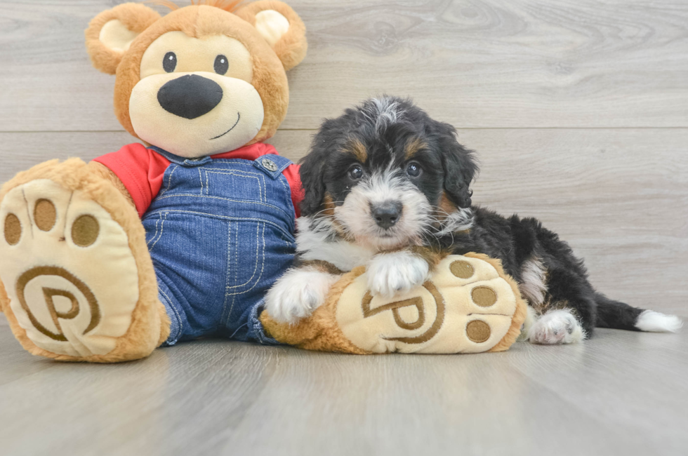7 week old Mini Bernedoodle Puppy For Sale - Pilesgrove Pups