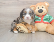 6 week old Mini Bernedoodle Puppy For Sale - Pilesgrove Pups