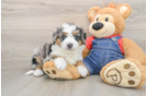 Small Mini Bernedoodle Baby